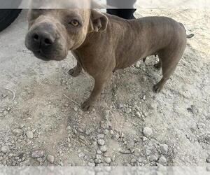 American Pit Bull Terrier-Unknown Mix Dogs for adoption in Houston, TX, USA