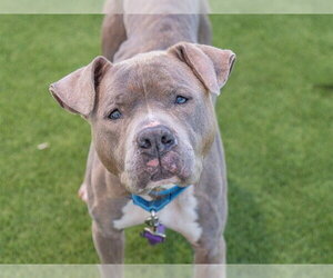 Mutt Dogs for adoption in Martinez, CA, USA
