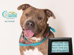 American Bandogge Dogs for adoption in Camarillo, CA, USA