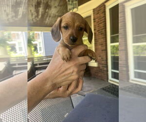 Dachshund-Unknown Mix Dogs for adoption in Plainfield, IL, USA
