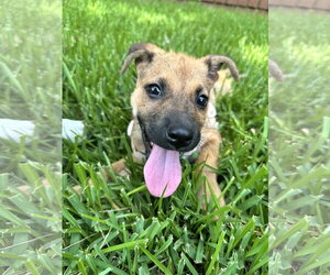 Mutt Dogs for adoption in The Woodlands, TX, USA