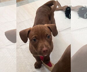 American Pit Bull Terrier-Unknown Mix Dogs for adoption in Polson, MT, USA