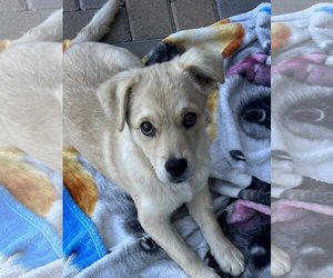 Labrador Retriever Dogs for adoption in Tonopah, AZ, USA