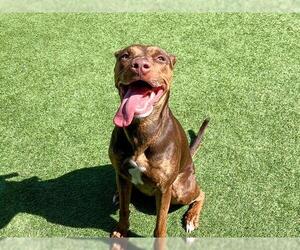 American Pit Bull Terrier-Doberman Pinscher Mix Dogs for adoption in Orange, CA, USA