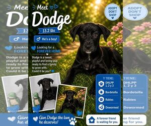 Retriever -Unknown Mix Dogs for adoption in Jenkintown, PA, USA
