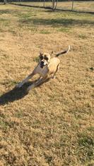 Boxita Dogs for adoption in Tunica, MS, USA