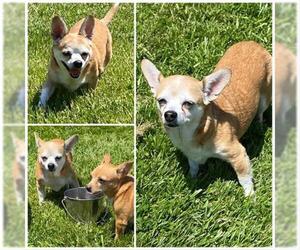 Chihuahua Dogs for adoption in Westminster, MD, USA