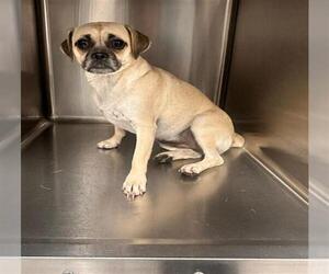 Pug-Unknown Mix Dogs for adoption in Houston, TX, USA