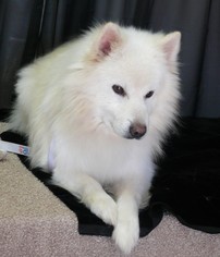 American Eskimo Dog Dogs for adoption in REDDING, CA, USA
