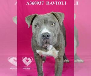 American Pit Bull Terrier Dogs for adoption in Stockton, CA, USA