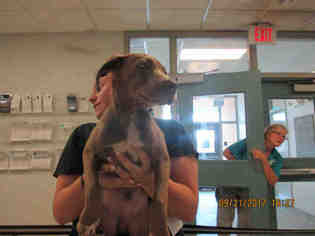 Weimaraner Dogs for adoption in Oklahoma City, OK, USA