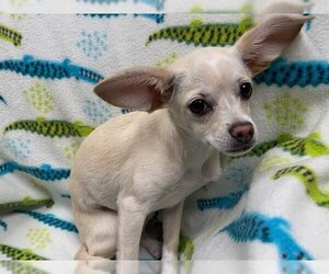 Chihuahua Dogs for adoption in Ames, IA, USA