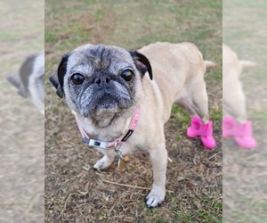 Pug Dogs for adoption in Huntington, NY, USA