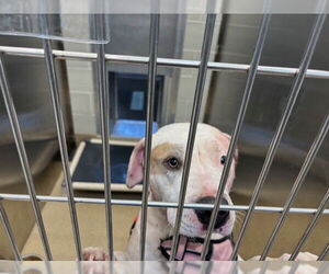 American Staffordshire Terrier-Unknown Mix Dogs for adoption in Grand Prairie, TX, USA