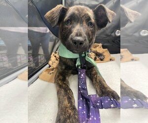 Mutt Dogs for adoption in Rosenberg, TX, USA