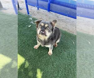 French Bulldog-Unknown Mix Dogs for adoption in HESPERIA, CA, USA