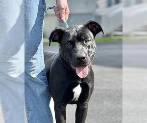 American Staffordshire Terrier-Labrador Retriever Mix Dogs for adoption in Canfield, OH, USA