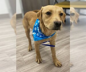 Golden Labrador Dogs for adoption in Baytown, TX, USA