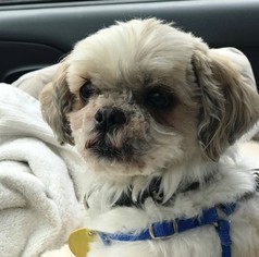 Shih Tzu-Unknown Mix Dogs for adoption in springfield, VA, USA