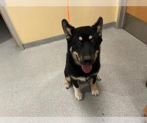 German Shepherd Dog Dogs for adoption in Orange, CA, USA