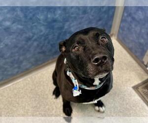 Staffordshire Bull Terrier-Unknown Mix Dogs for adoption in Fort Collins, CO, USA