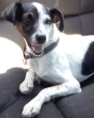 Jack Russell Terrier Dogs for adoption in Moorpark, CA, USA