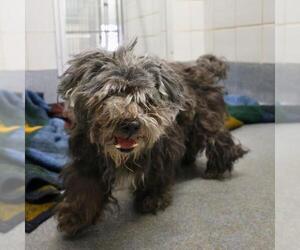 Poodle (Miniature) Dogs for adoption in San Antonio, TX, USA