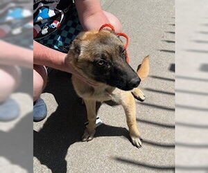 Mutt Dogs for adoption in Stockton, CA, USA