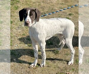 German Shorthaired Pointer Dogs for adoption in Seattle, WA, USA