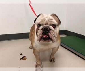 Bulldog Dogs for adoption in Corona, CA, USA