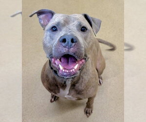 American Pit Bull Terrier Dogs for adoption in Derwood, MD, USA
