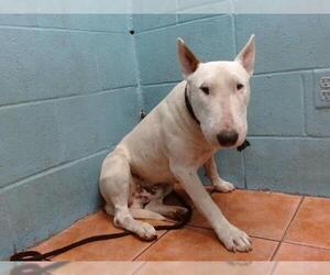 Bull Terrier Dogs for adoption in Downey, CA, USA