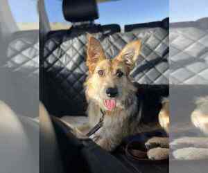 Mutt Dogs for adoption in MIDWAY, UT, USA