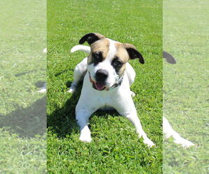 Boxer Dogs for adoption in Petaluma, CA, USA