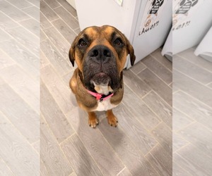 Mastiff-Unknown Mix Dogs for adoption in Duluth, MN, USA
