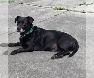 Dachshund-Unknown Mix Dogs for adoption in Tonawanda, NY, USA