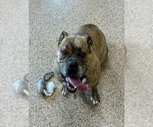 Bull-Boxer Dogs for adoption in Springfield, MA, USA
