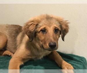 Retriever -Unknown Mix Dogs for adoption in pomona, CA, USA