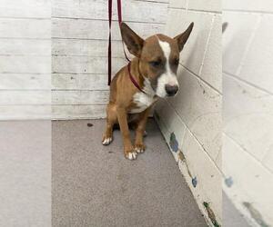 American Pit Bull Terrier Dogs for adoption in San Bernardino, CA, USA