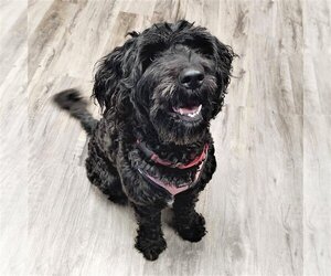 Portuguese Water Dog Dogs for adoption in St. Louis Park, MN, USA