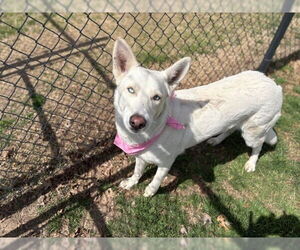 German Shepherd Dog-Siberian Husky Mix Dogs for adoption in Tulsa, OK, USA