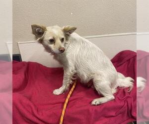 Chihuahua Dogs for adoption in Modesto, CA, USA