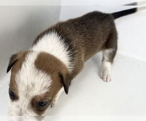 Labrador Retriever Dogs for adoption in Houston, TX, USA