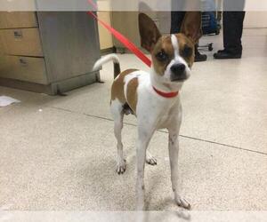 Mutt Dogs for adoption in Riverside, CA, USA