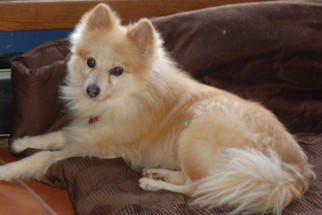 Pomeranian-Unknown Mix Dogs for adoption in Springville, NY, USA