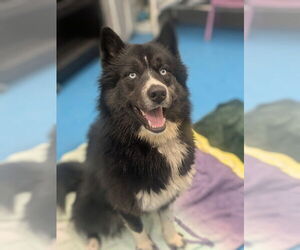 Huskies -Unknown Mix Dogs for adoption in Muskegon, MI, USA