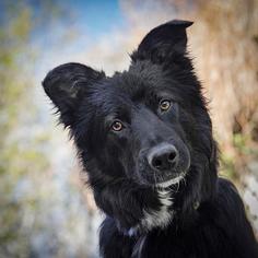 Border Collie-Unknown Mix Dogs for adoption in boulder, CO, USA