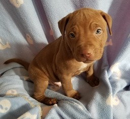American Pit Bull Terrier-Labrador Retriever Mix Dogs for adoption in Stockton, CA, USA