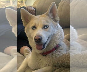 Siberian Husky Dogs for adoption in Matawan, NJ, USA