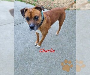 Boxer-Mastiff Mix Dogs for adoption in Norfolk, VA, USA